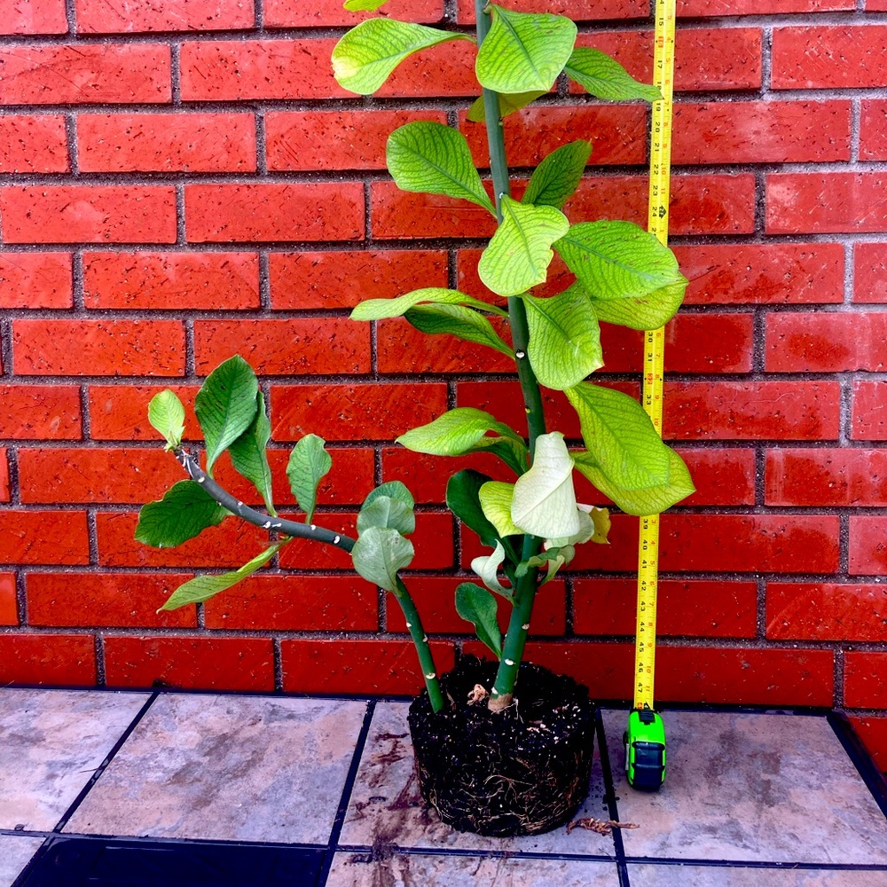4F Tall Synadenium Lechero Africano Planta De La Vida, SHIP WITHOUT POT